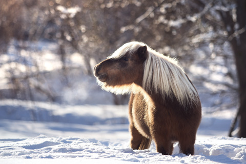 Pony im Schnee, Harz